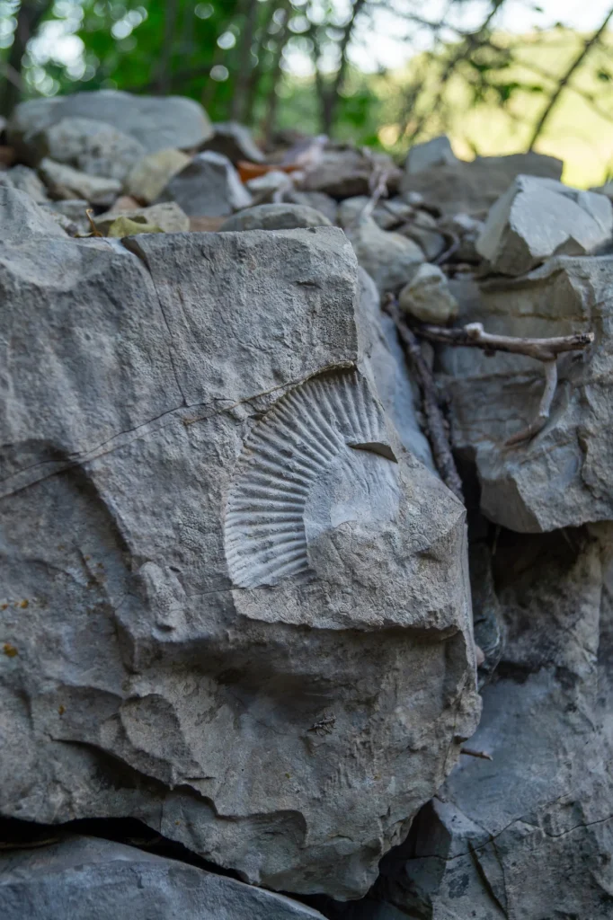 Fossile Naves