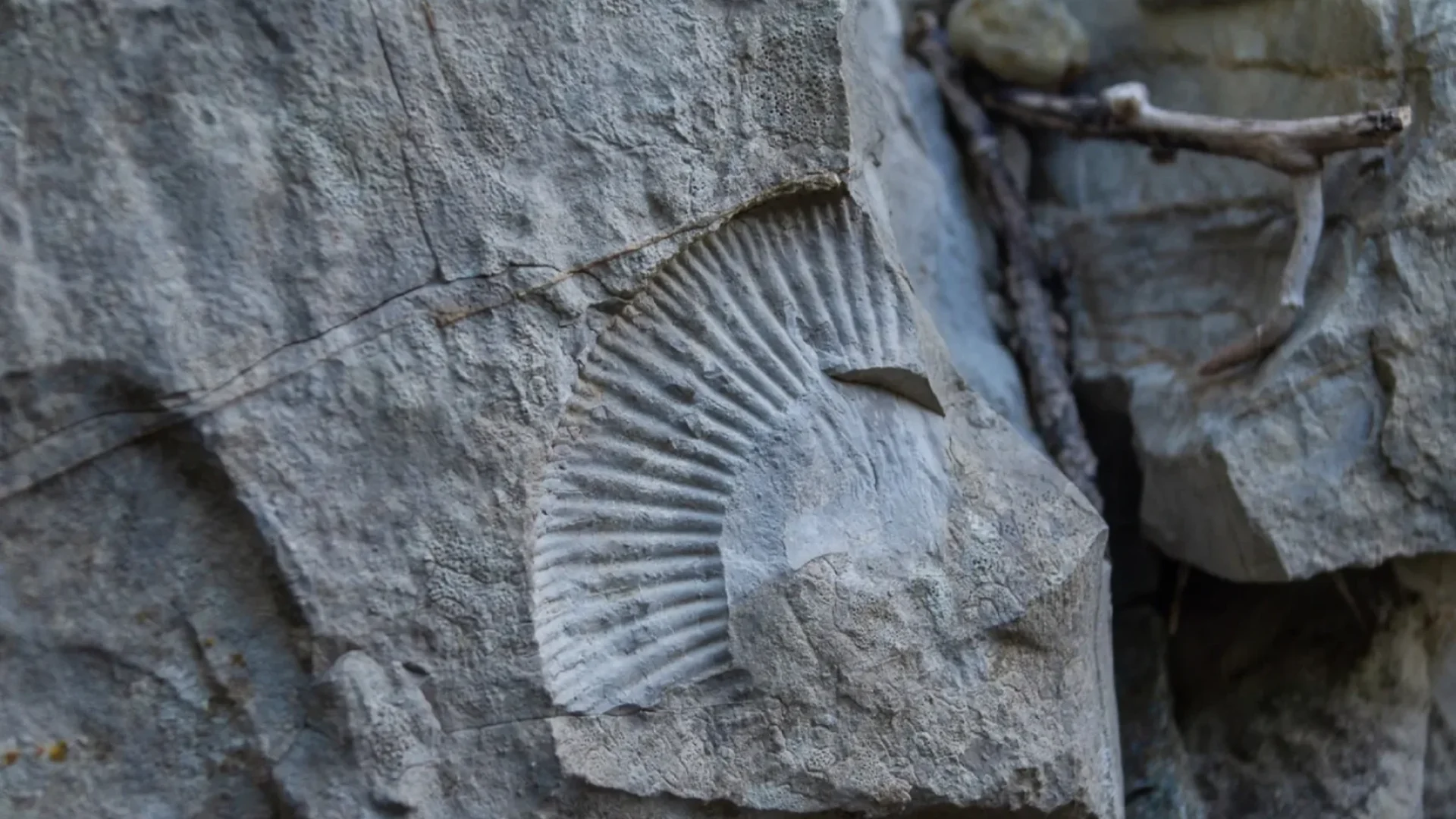 Fossile Naves