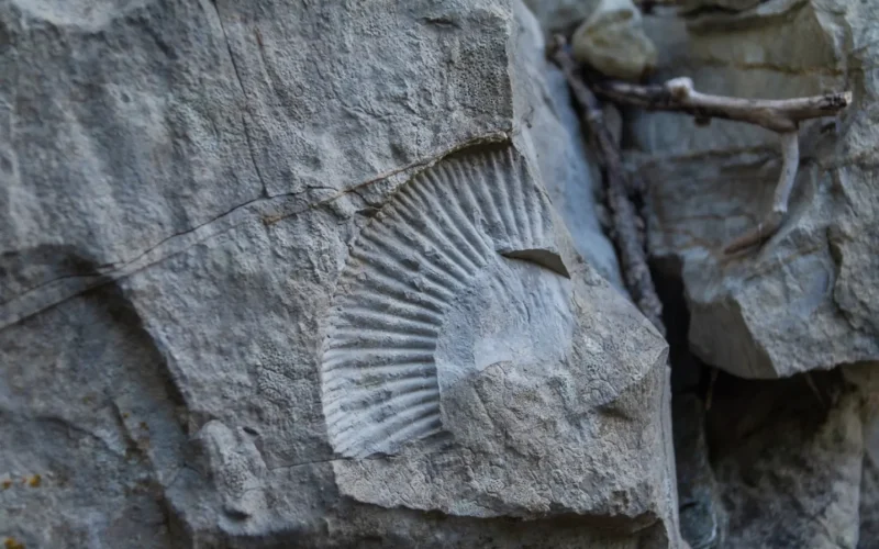 Fossile Naves