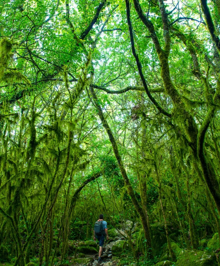 Bois de Païolive