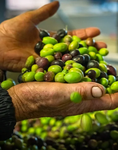 L’olive des Cévennes d’Ardèche : un trésor du terroir méditerranéen