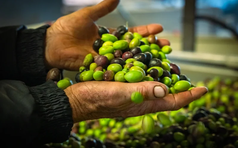 L’olive des Cévennes d’Ardèche : un trésor du terroir méditerranéen