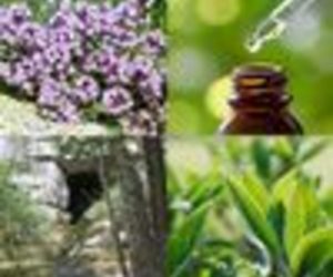 Distillerie du Bois de Païolive : Essential oils and more…_Banne