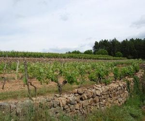 vignoble