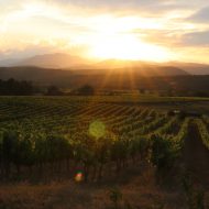 Le fascinant week-end Vignobles et découvertes du 17 au 20 octobre 2024