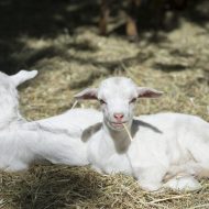 Parc animalier de Lussas