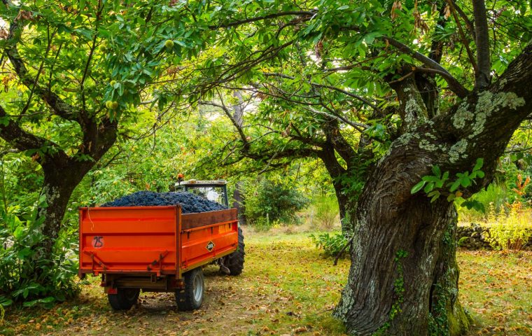 Vignes et châtaigniers se côtoient