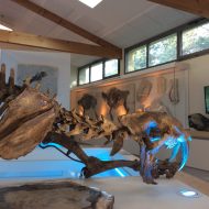 Muséum de l’Ardèche : fossiles et dinosaures