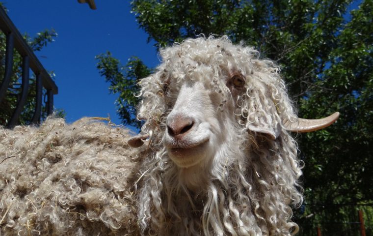 Parc animalier à Lussas