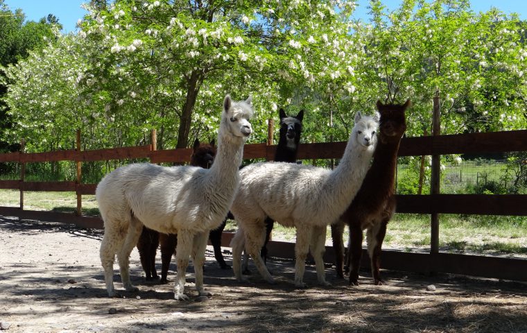 Parc animalier à Lussas