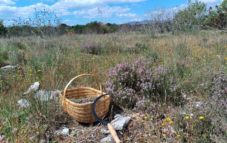 Cueillette de thym en fleurs