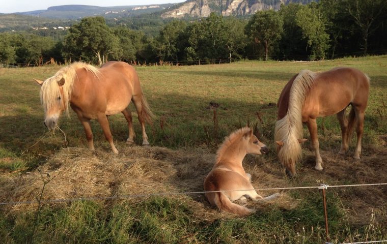 Elevage Haflinger