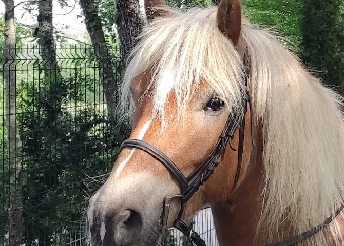 Elevage Haflinger