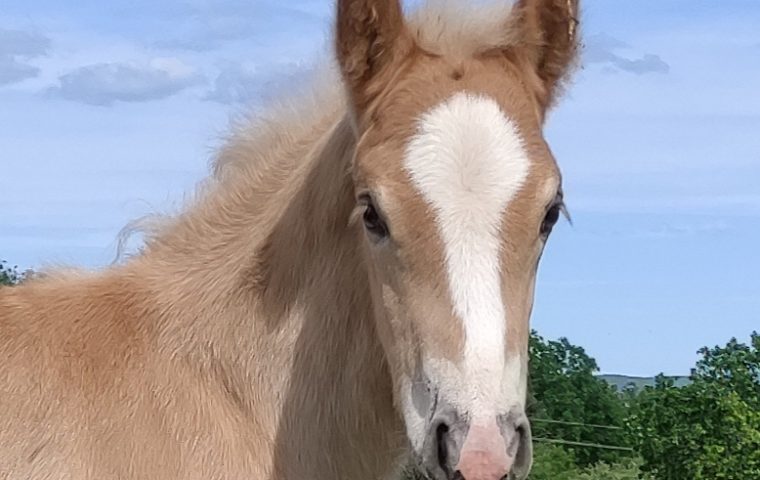 Elevage Haflinger