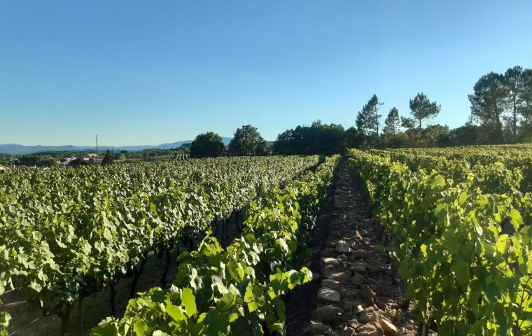 12_Camping du Vignal sud ardeche_vignoble.jpg