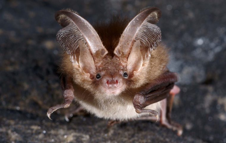 Aven d’Orgnac – Les conférence de la Cité  – Les chauves-souris, des mammifères extraordinaires_Orgnac-l’Aven